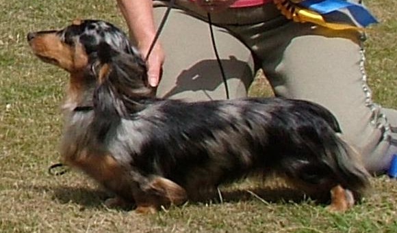 what is a dapple dachshund